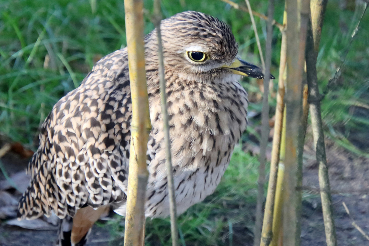 “Pied Beauty” by Gerard Manley Hopkins