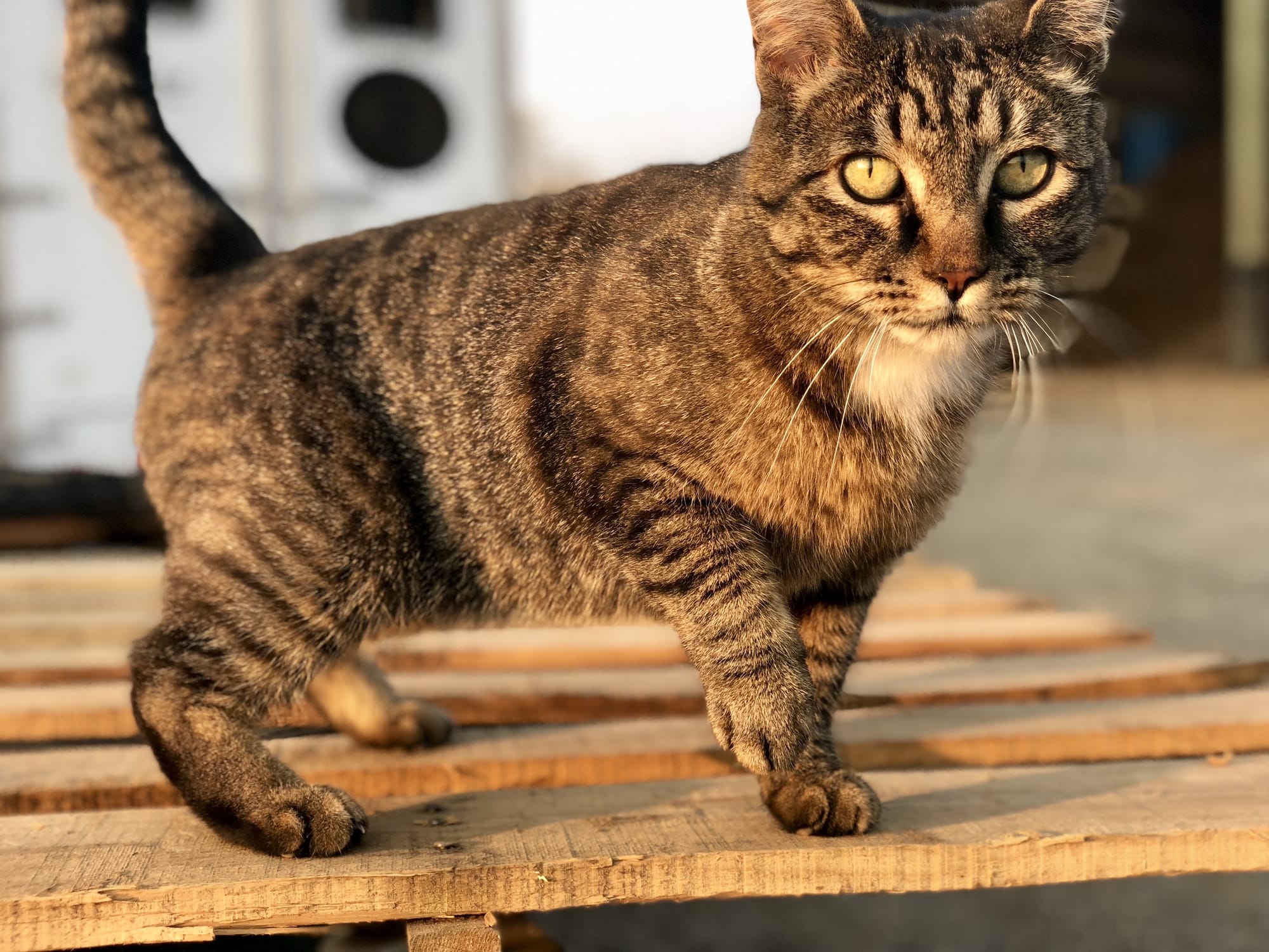 Cat taken during the golden hour