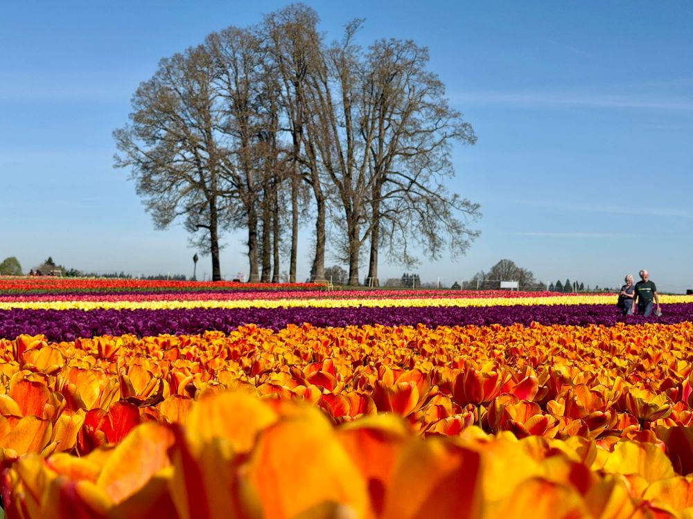 My *annual visit* to the tulip fields