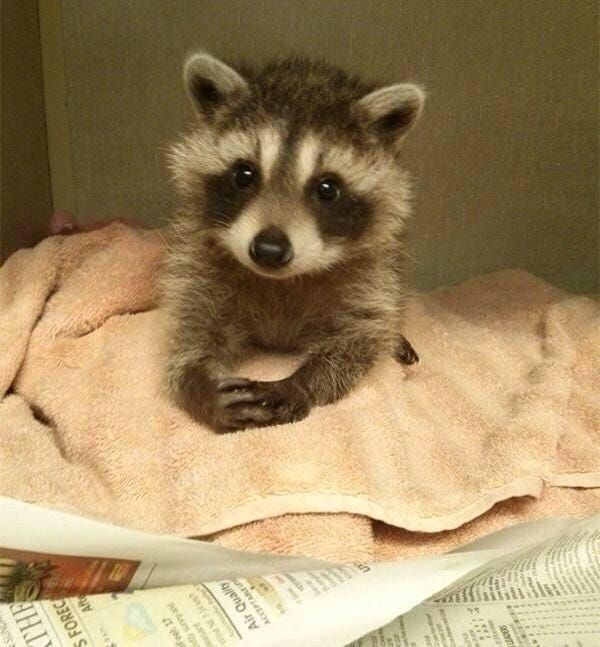 The origin story of raccoon