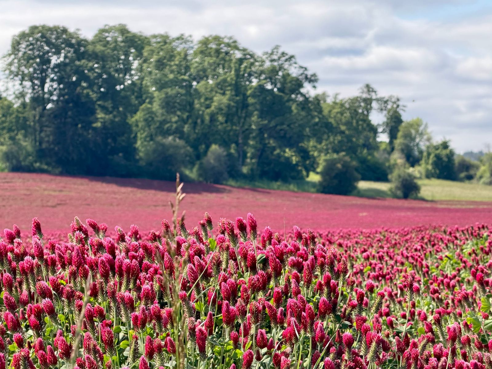 Why do Oregon farms plant red clover every spring?