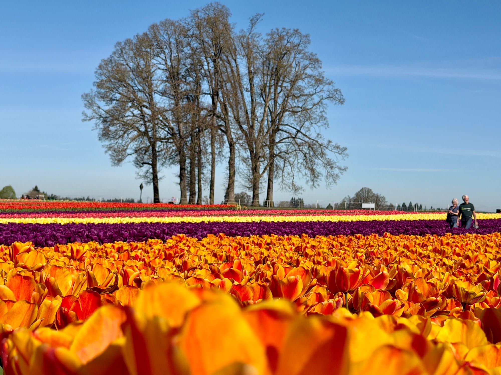 My *annual visit* to the tulip fields