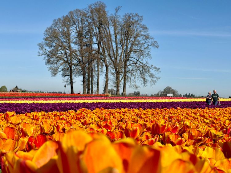 My annual visit to the tulip fields