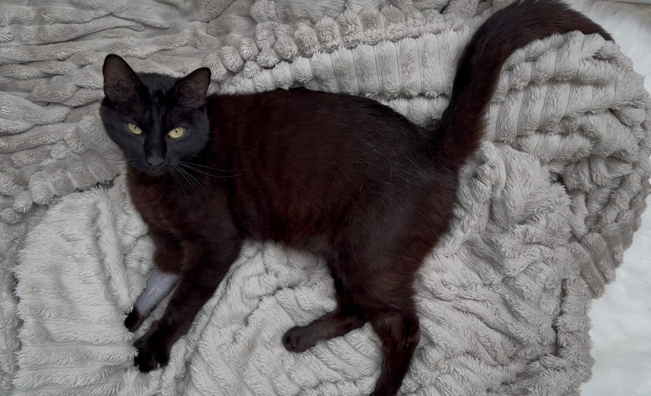 Blacky - lucky cat 🍀