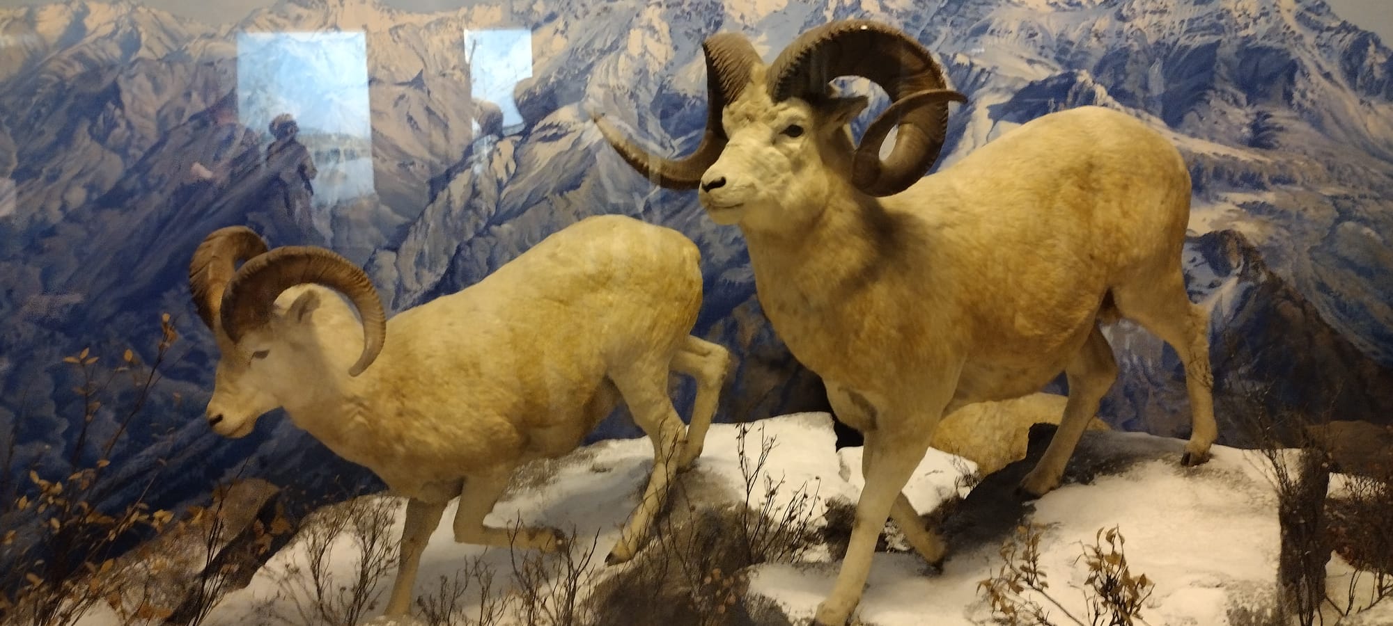 Diorama of rams in the Academy of Natural Sciences in Philadelphia.