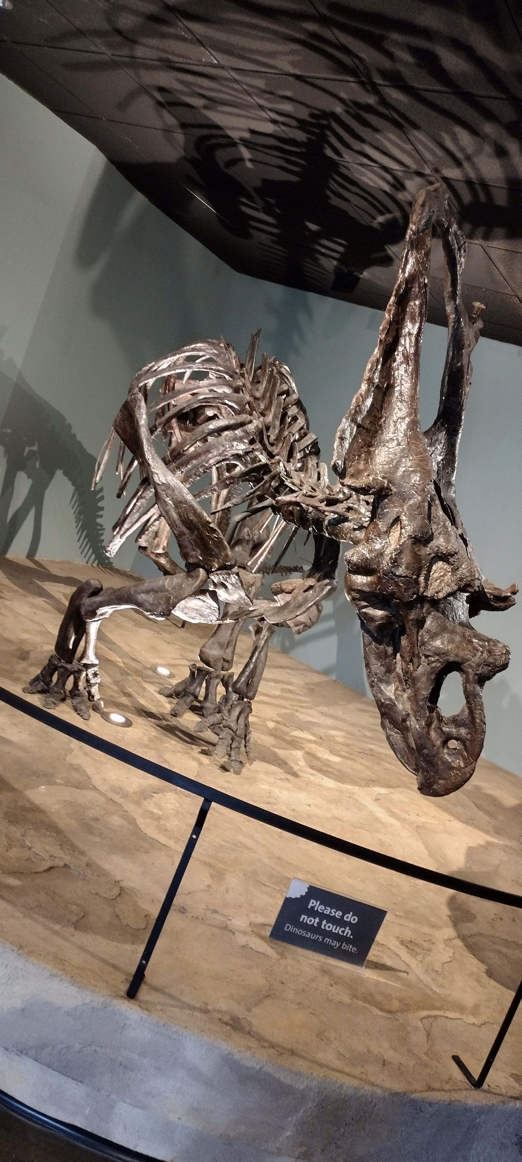 Triceratops at the Academy of Natural Sciences in Philadelphia.