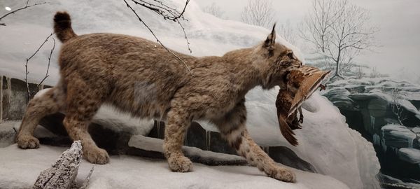 Diorama of a bobcat in the Academy of Natural Sciences in Philadelphia.