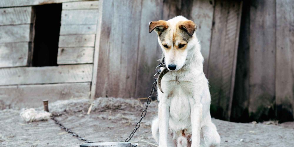 Watching out for animal welfare is up to everyone / iStock