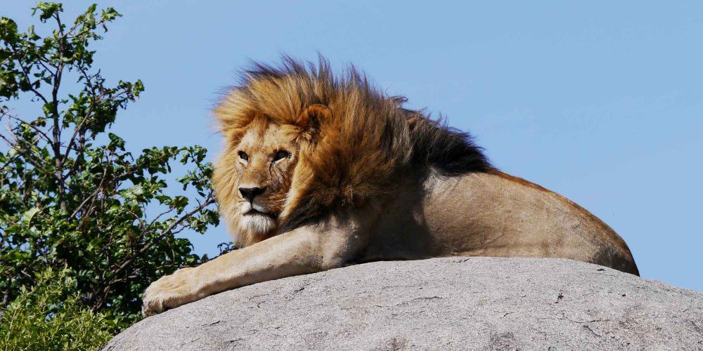 We can act now to avert wildlife extinction or lose biodiversity forever / Photo by author