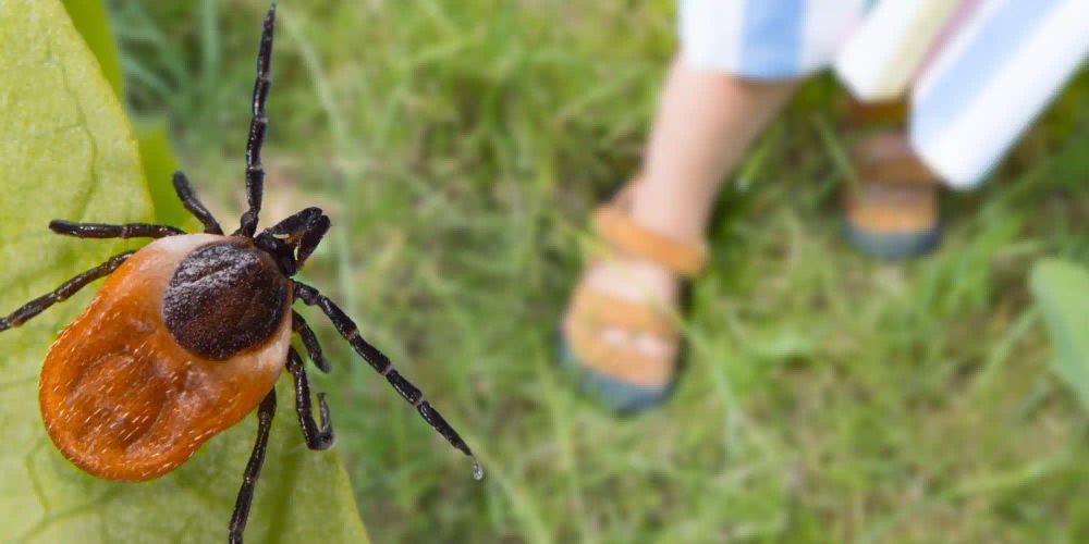 We must remain vigilant against ticks and mosquitoes that carry diseases / iStock