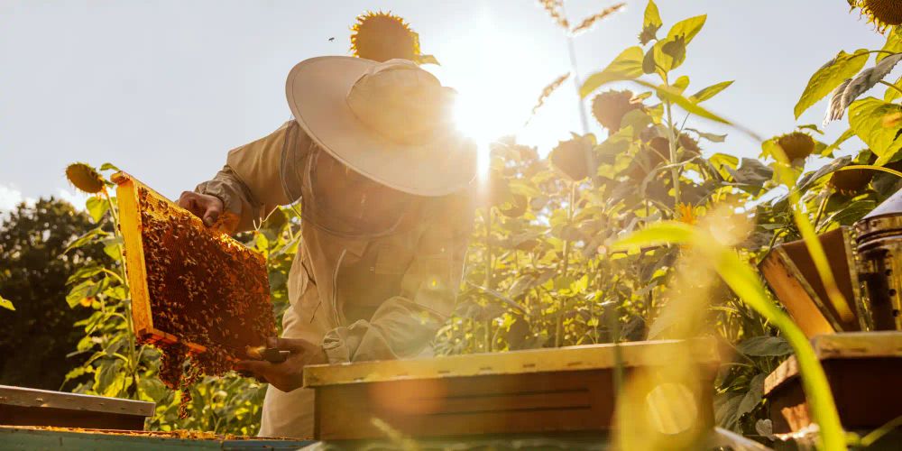 Honeybee fragility is the canary in the coalmine for the entire insect population / iStock