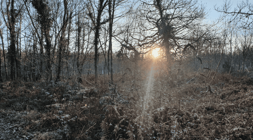 Looking forward to the New Year