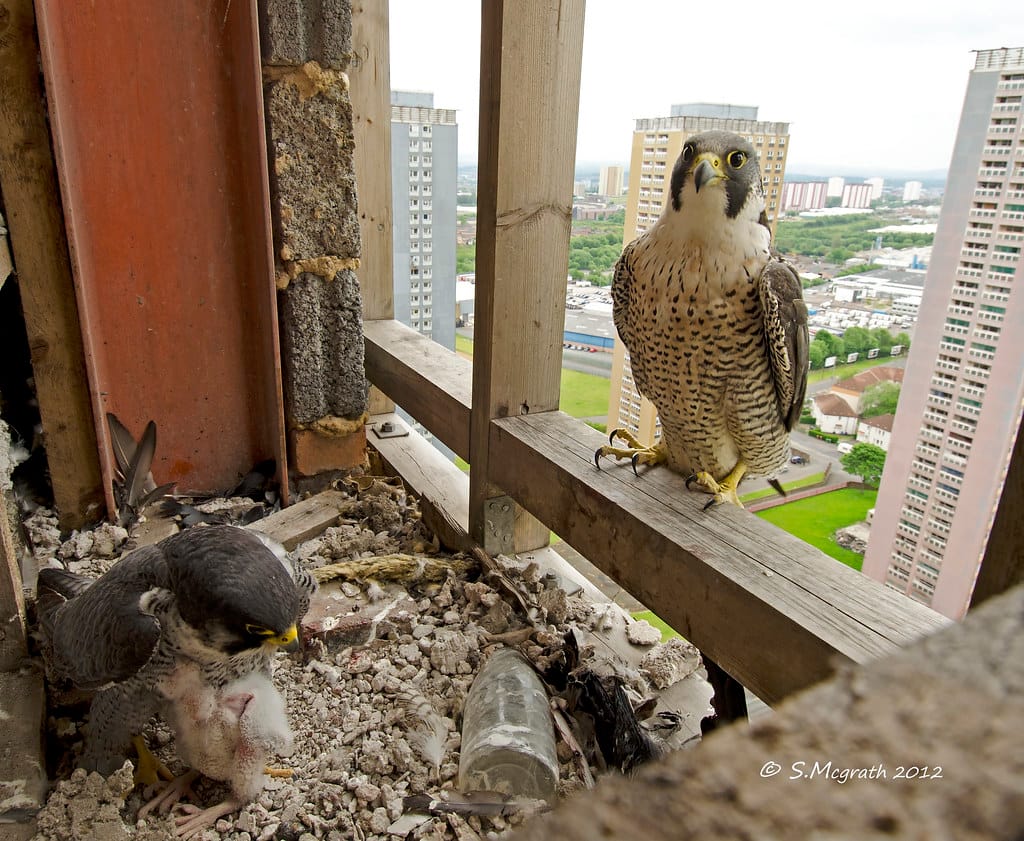 Nest webcam footage of two peregrines. One is keeping its young chick warm. The other is perched looking into the nest, with a view of of Glasgow's Red Road tower blocks behind.
