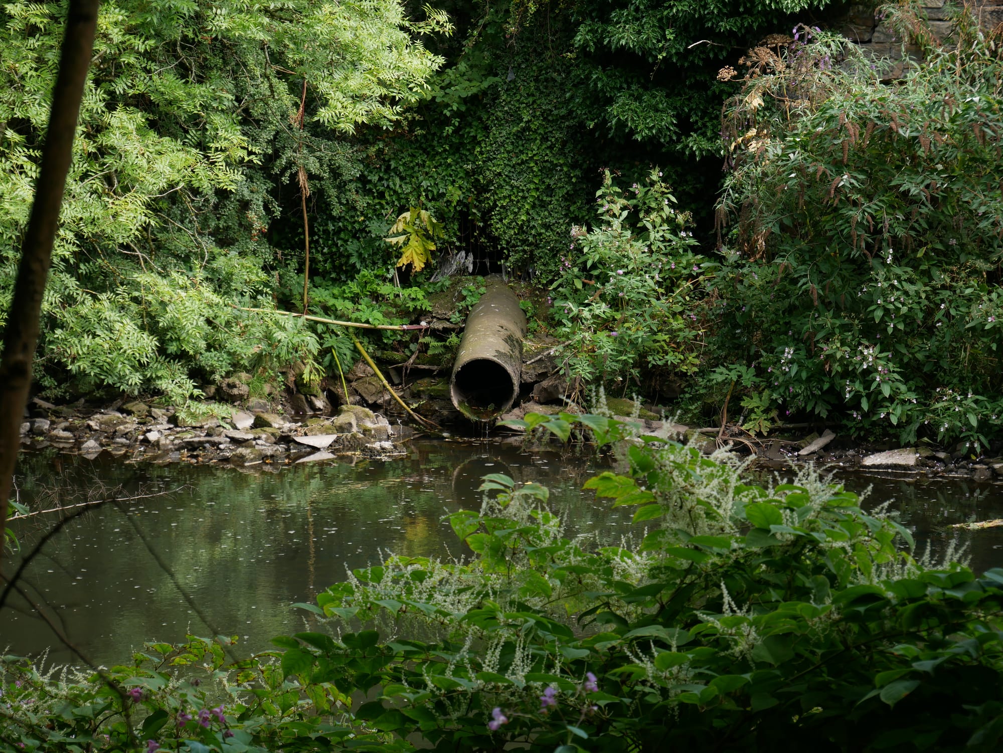 An extremely leafy part of a river shows a pipe emerging from a wall and trickling into the water.