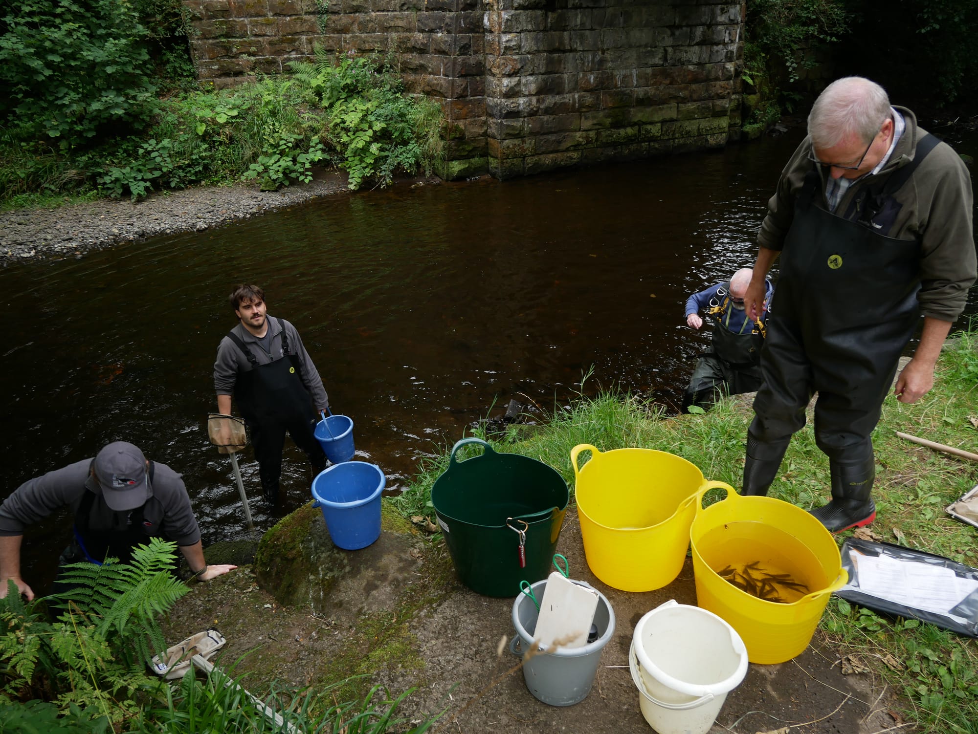 Three men are wading in a river. One man stands on the bank above them looking into buckets with young salmon in them.