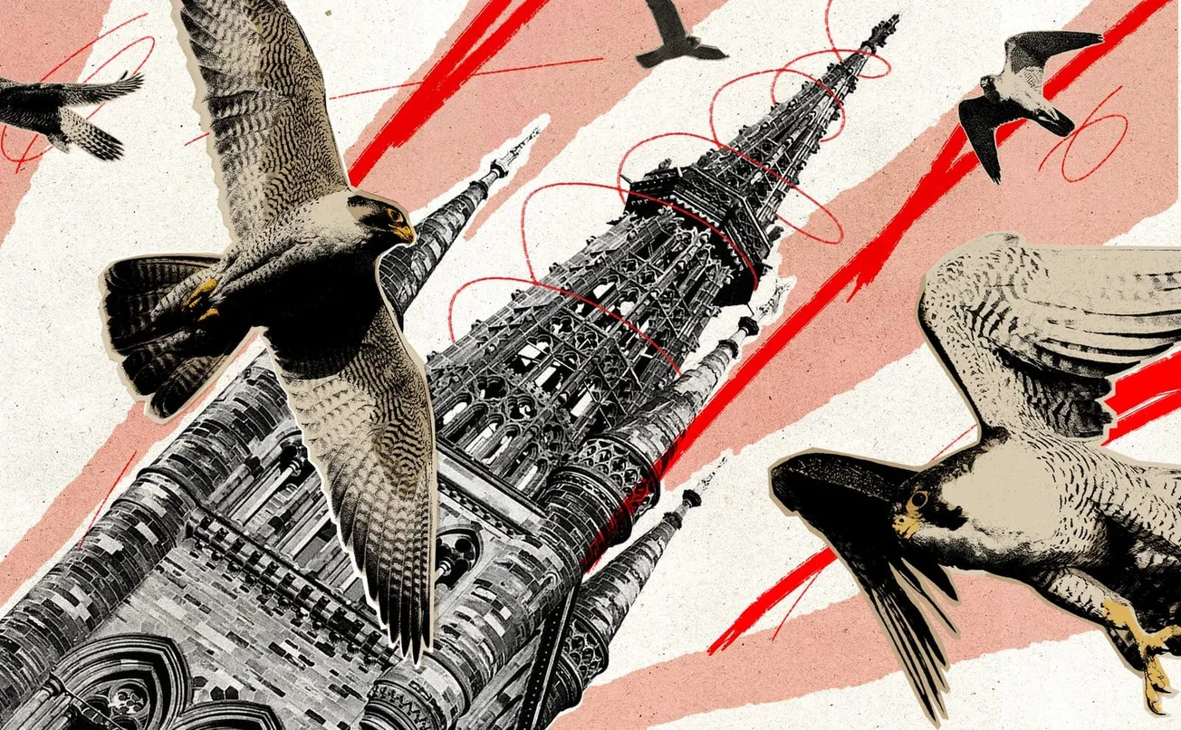 Rumours and ruffled feathers at Glasgow's Peregrine Project