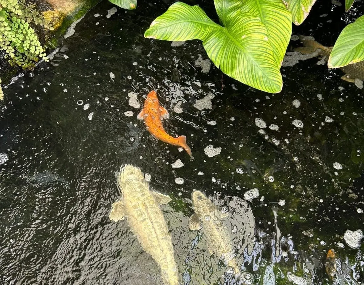 The Battle of Langside’s koi
