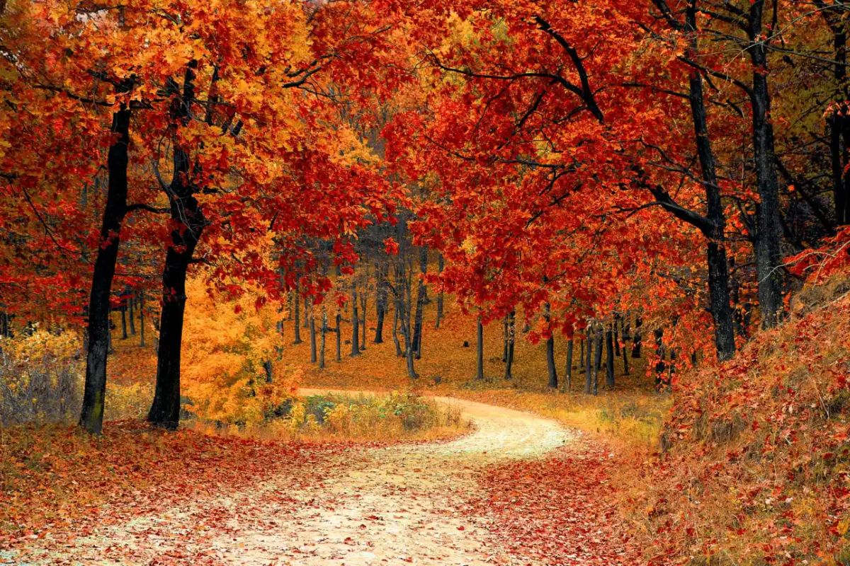 Autumn’s Compass