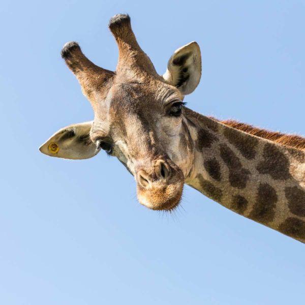 I Never Saw a Giraffe in My Life