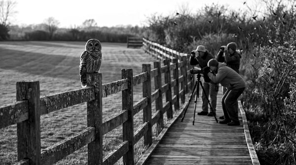 The Radiologist Teaches Birdwatching