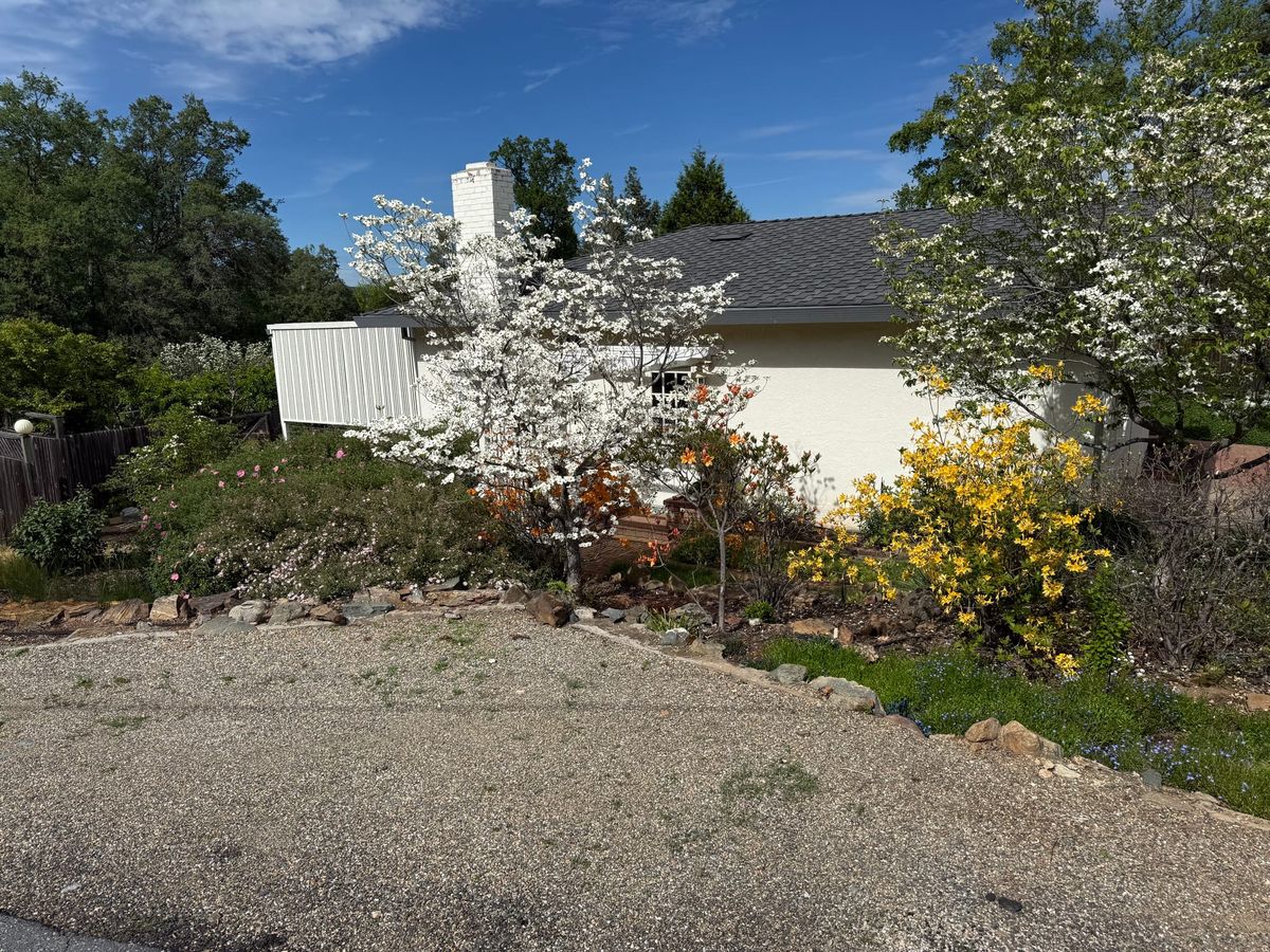 Dogwood trees and other flowers are in full bloom at a neighbor's house in Eric's neighborhood.