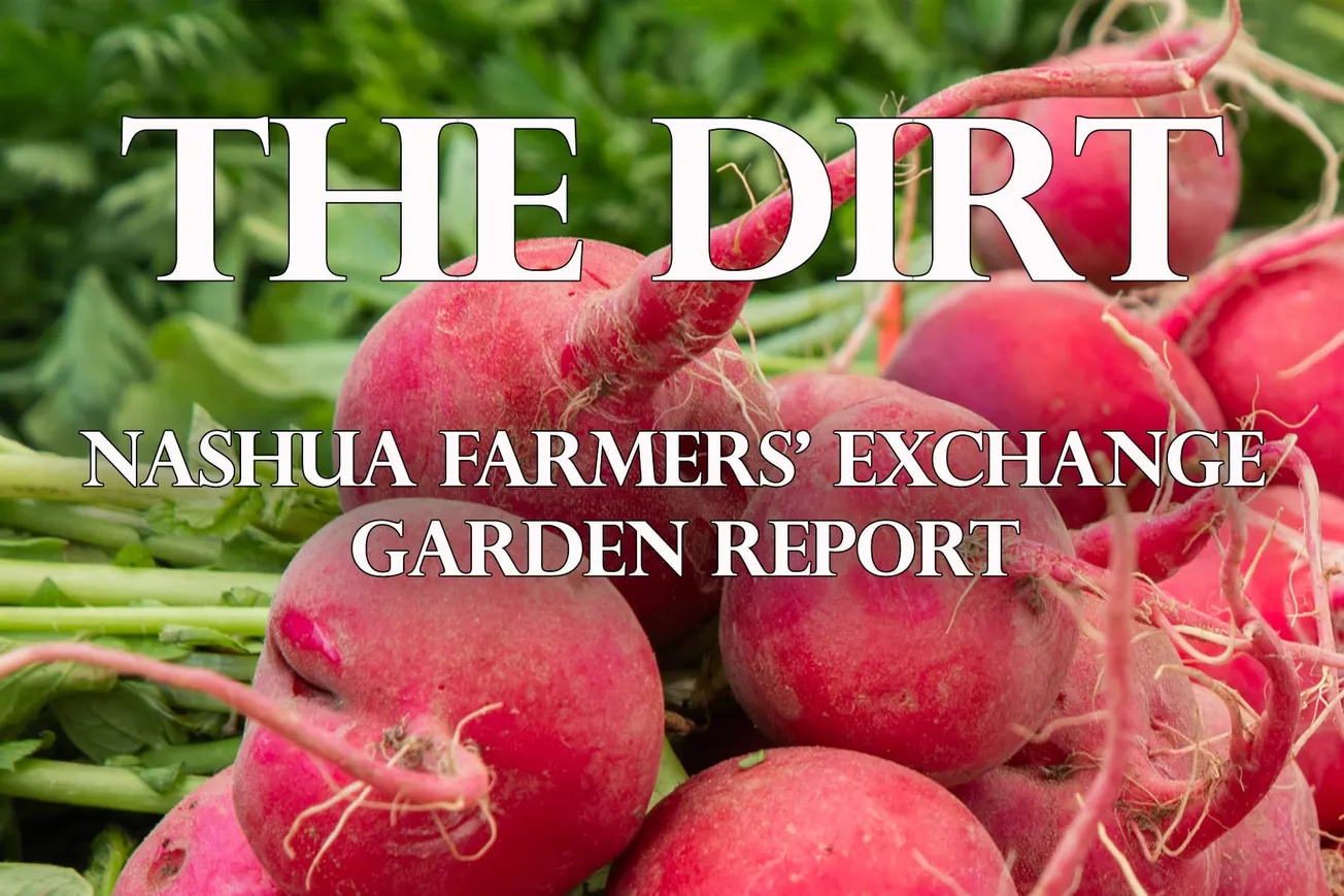 What’s Heating Up In The Garden?