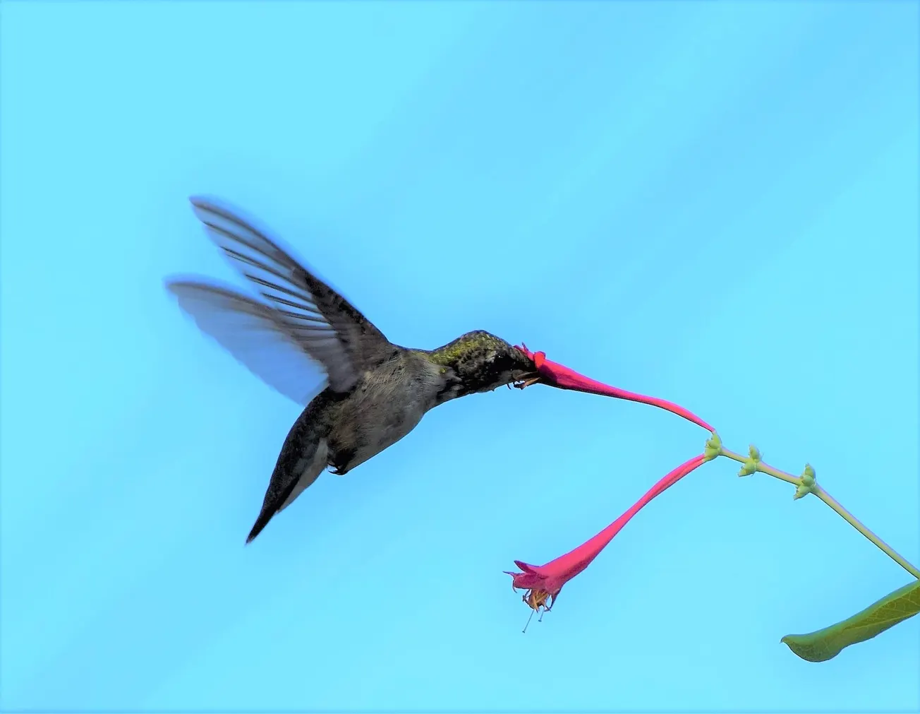Love Hummingbirds? Do These Three Things to Attract Them to Your Garden or Patio