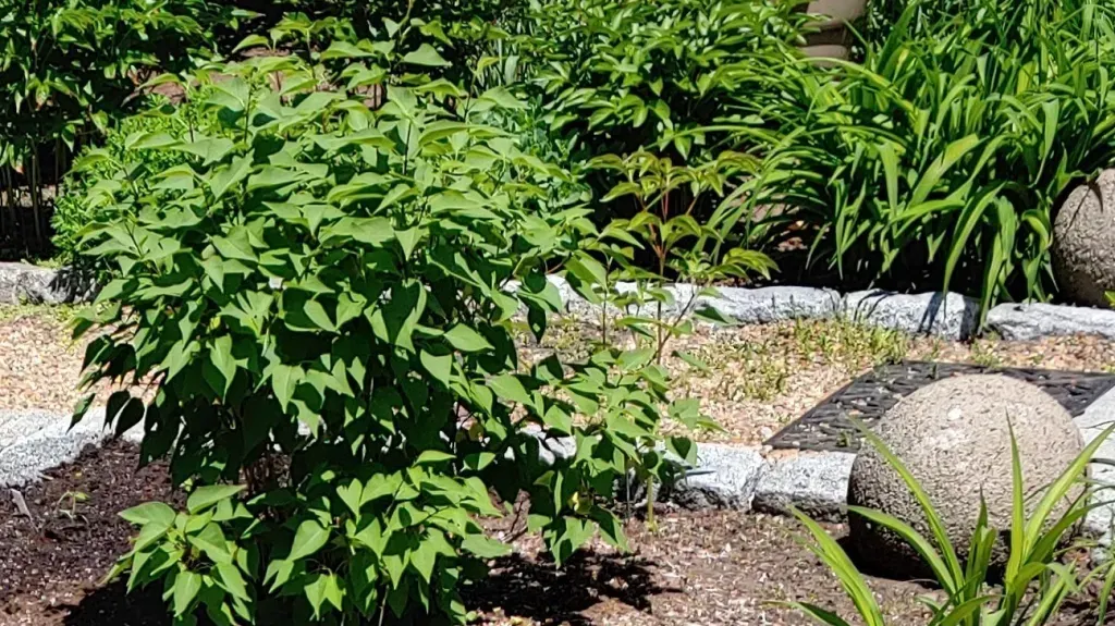 Still Picking Weeds? Try ‘Pickling’ Them Instead