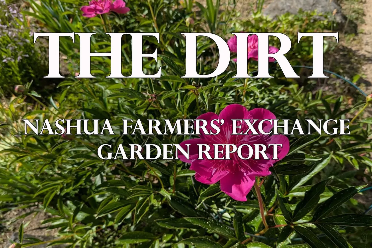 June: When pests come to party in the garden