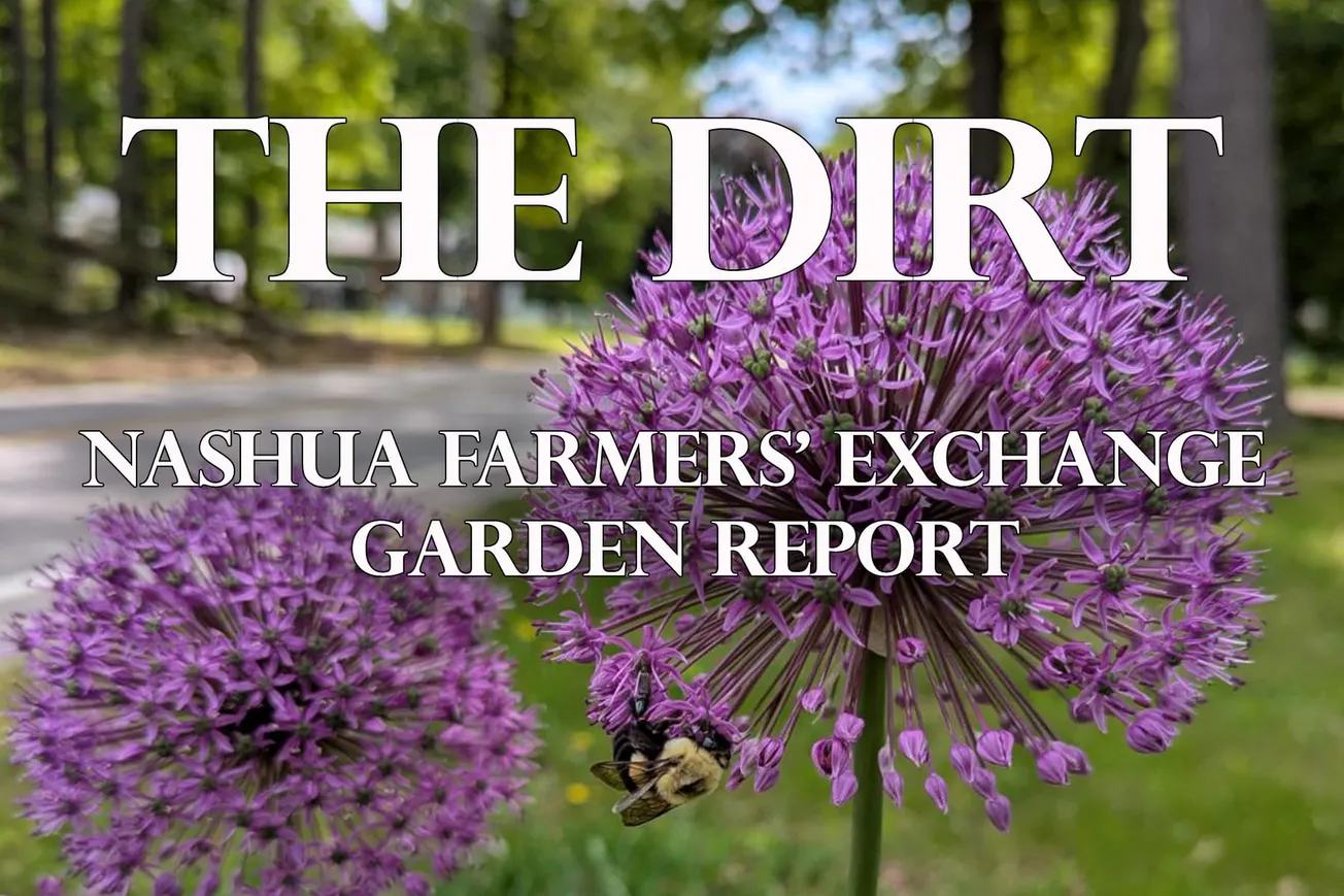 Classic New England Garden Weather: From Hail to Heat