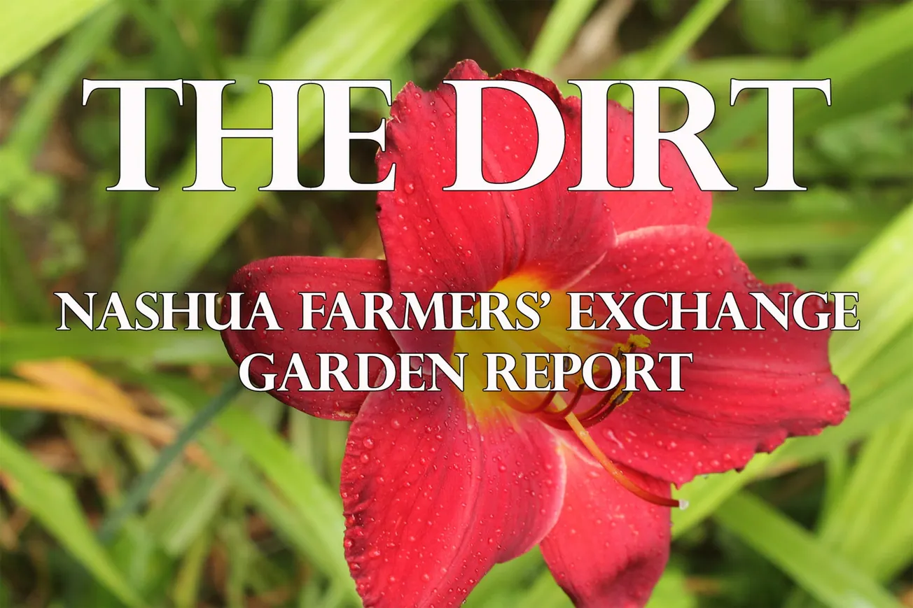 Bring on the Rain and the Harvests!