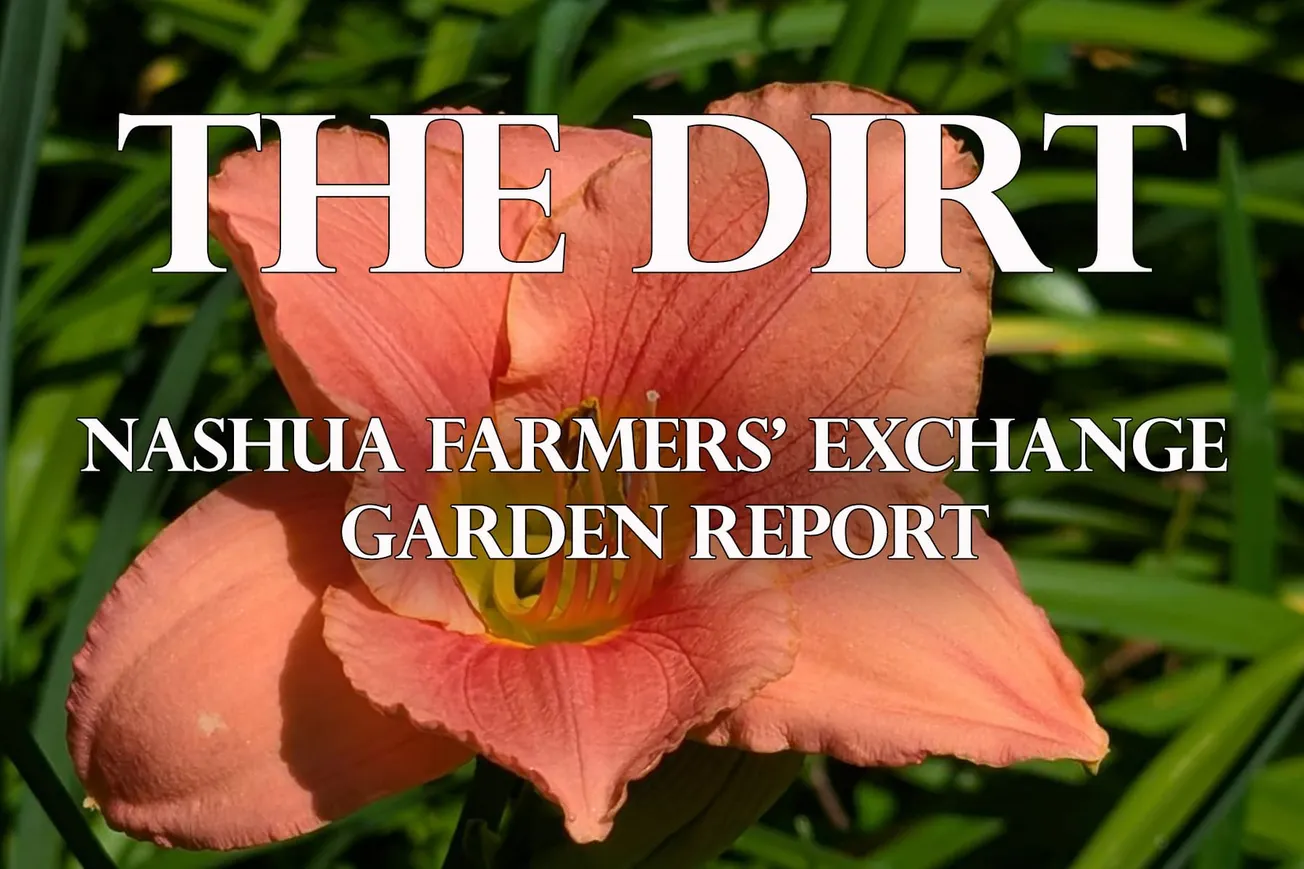 Plantings & Pests: Gardening in July
