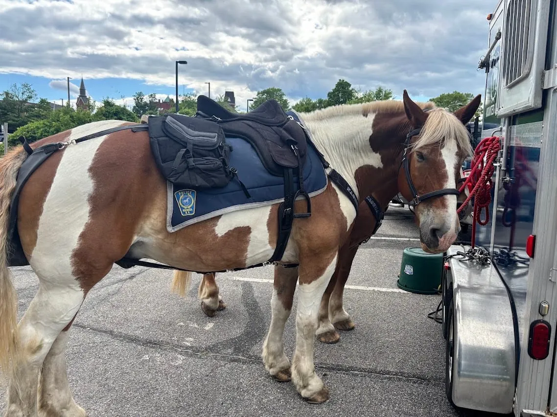 Remembering Charlie: A Gentle Giant Who Helped Build Nashua's Mounted Unit