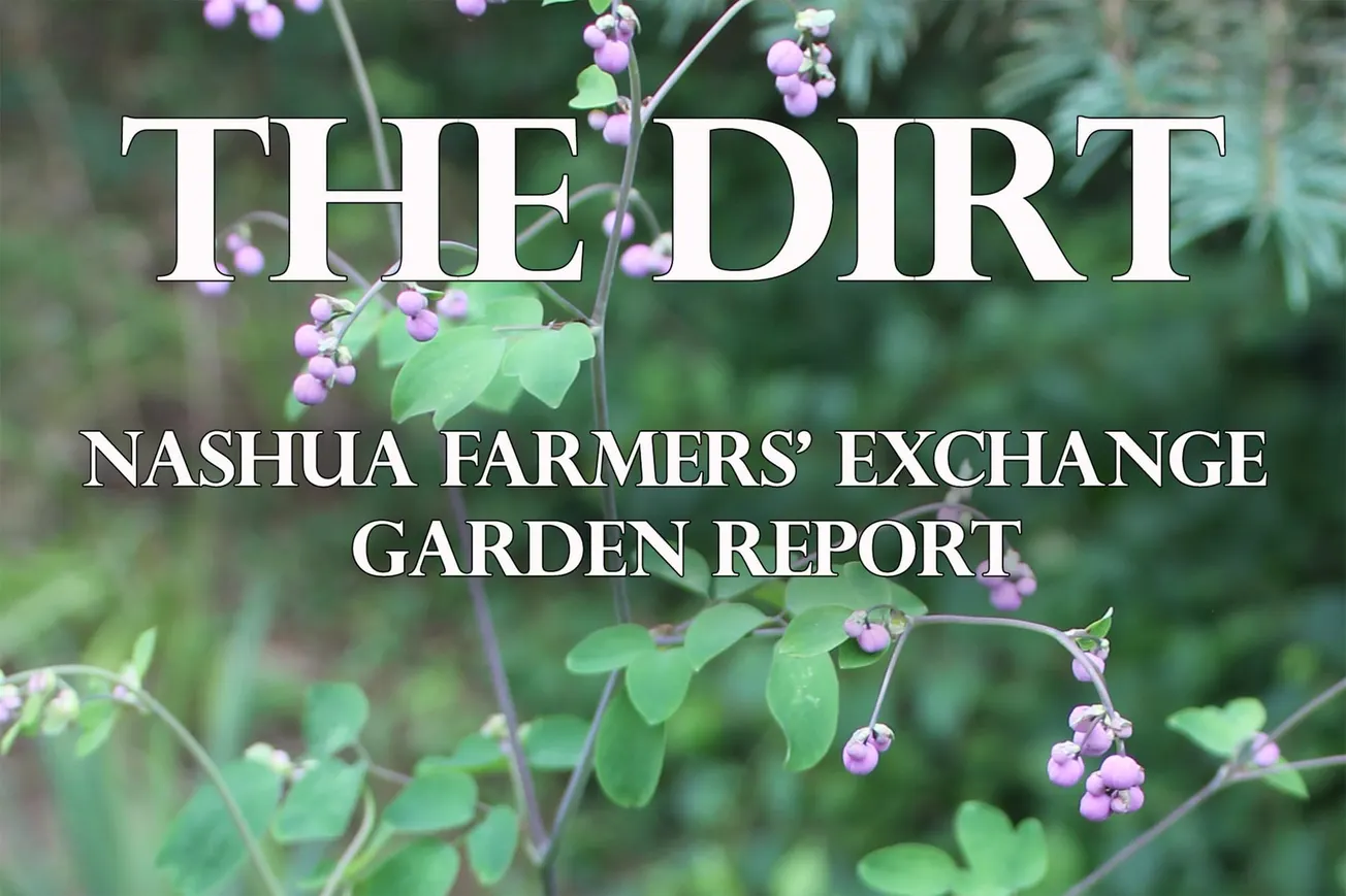 Garden Snacks & Lawn Care Chores