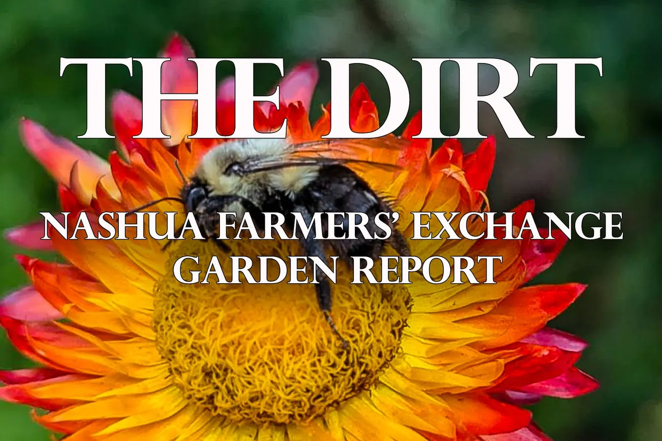 Garden Alerts & Silly Pollinator Antics