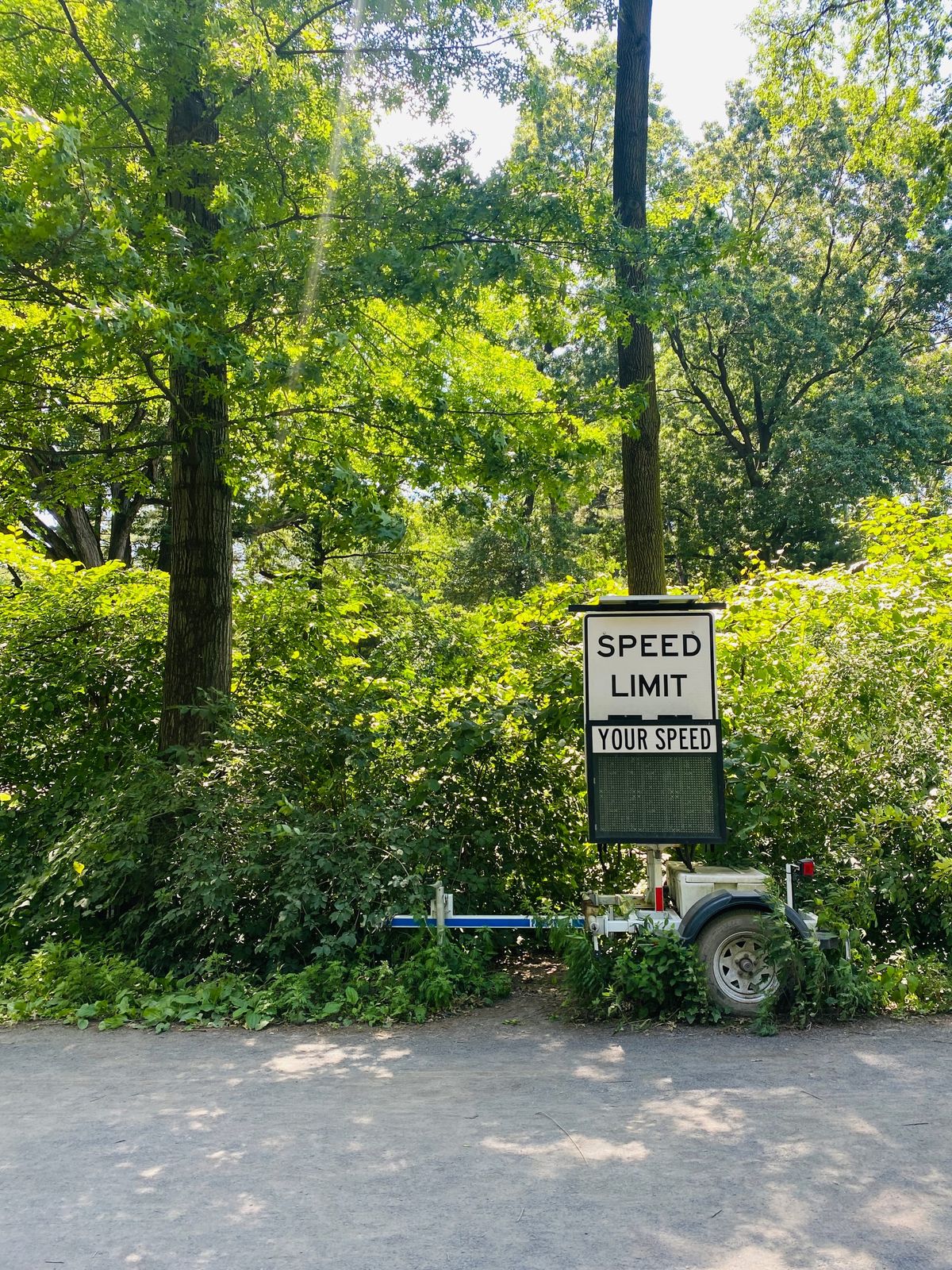 City property overgrown.