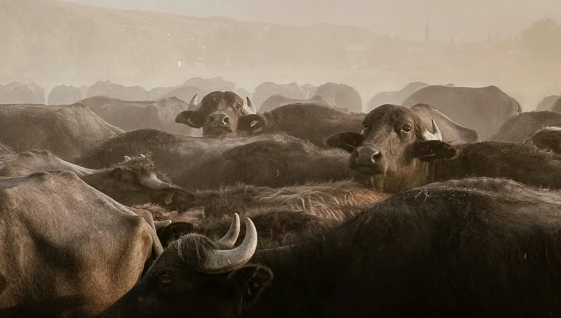 Indian Buffalo Meat — Scale, Structure and Market Positioning