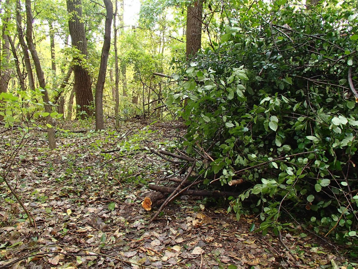🌳 What are those brush piles by the river?