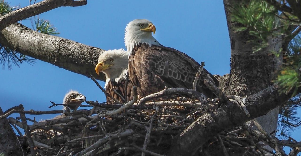 🦅 We’ve got an eaglet in the Dorman nest