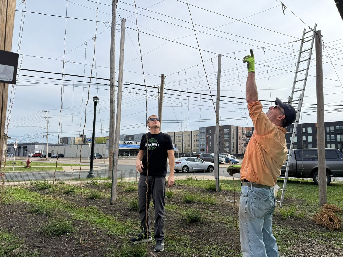 🍺 Hop growing season is underway at 38th and Cheatham