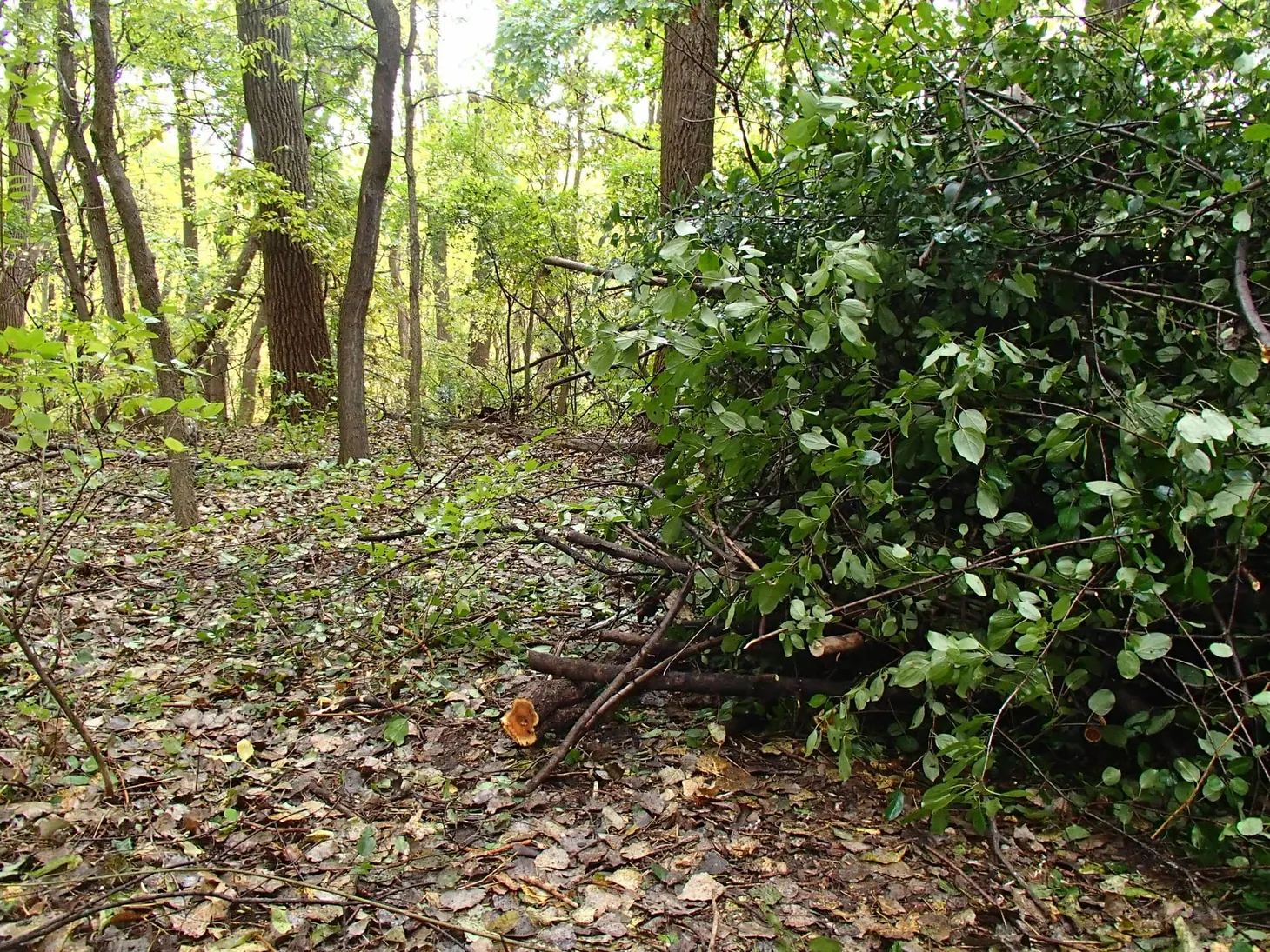 🌳 What are those brush piles by the river?