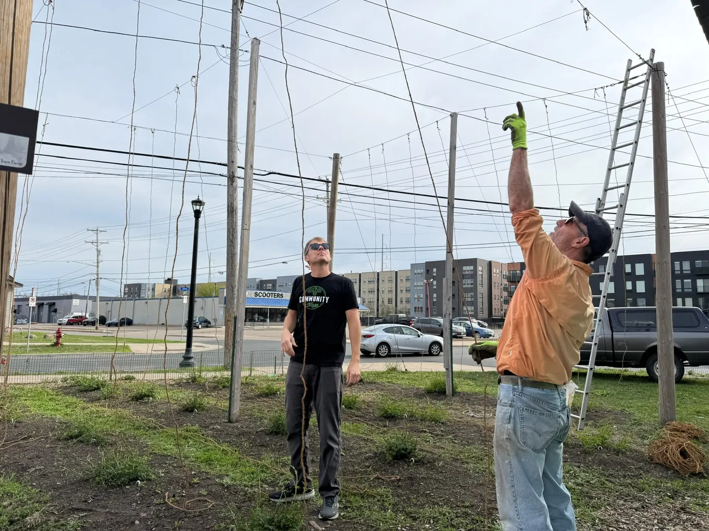 🍺 Hop growing season is underway at 38th and Cheatham