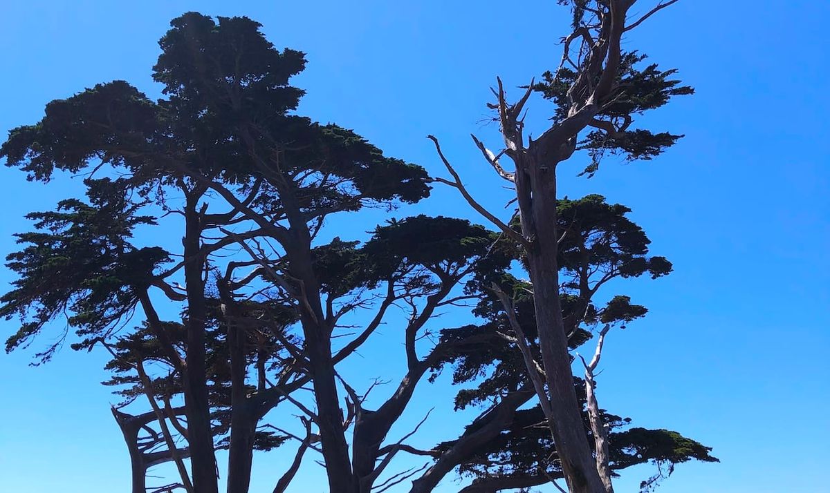 monterey cypress trees at point reyes national park on the california coast.