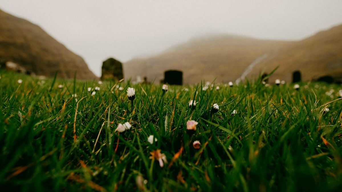 green grass and budding daisies emerge from the ground near gravestones visible in the distance. 