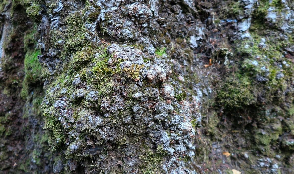 a closeup of a tree trunk with a large burl in the bark. the bark is knotted and craggy, with various mosses and spiders making a home in the uneven surfaces. 