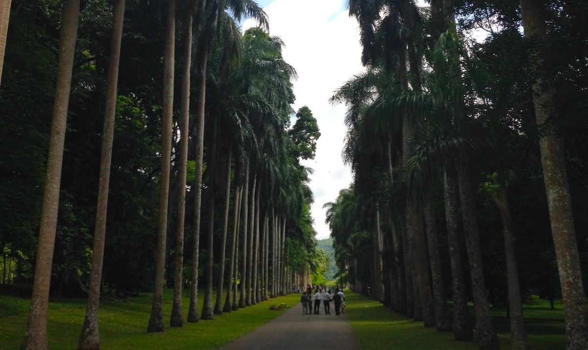 a photo from the Royal Botanic Gardens in Kandy, Sri Lanka. a grove of palm trees line a brown gravel path in two neat, order