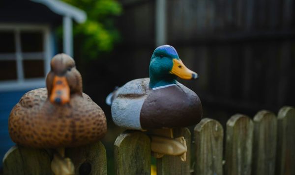 a couple of regular ducks that are actually decoys sitting on a fence. 