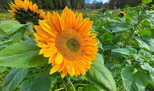 a sunflower in full bloom with a few pollinators flitting about.