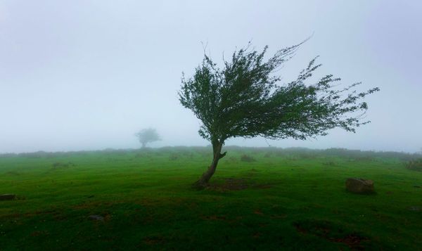 a tree nearly alone on a foggy meadow. 