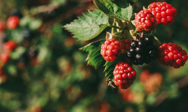 a cluster of berries hang from a bush. one is a deep purple color while the ones around it are red. they're all crowned by a few leaves.